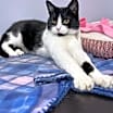 Thumbnail photo of Snow Flurry #1