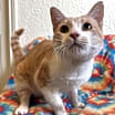 Thumbnail photo of Cheerio #1