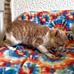 Thumbnail photo of Cheerio #2