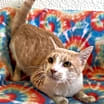 Thumbnail photo of Cheerio #3