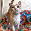Thumbnail photo of Cheerio #4