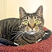 Thumbnail photo of Garfield #1