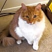 Thumbnail photo of GRETA #3