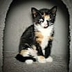Thumbnail photo of Scooter #2