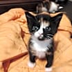 Thumbnail photo of Scooter #3