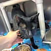 Thumbnail photo of Neighbor Tommy #2