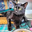 Thumbnail photo of Neighbor Tommy #3