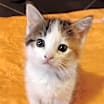 Thumbnail photo of Snickers #1