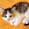 Thumbnail photo of Snickers #2