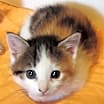 Thumbnail photo of Snickers #3