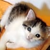 Thumbnail photo of Snickers #4