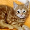 Thumbnail photo of Mango #1
