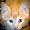 Thumbnail photo of Mango #2