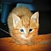 Thumbnail photo of Mango #3