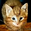 Thumbnail photo of Mango #4