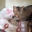 Thumbnail photo of harry #2