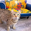 Thumbnail photo of Misty Houser #4