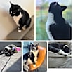 Thumbnail photo of Kylo (AKA Lo-Lo) #1