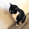 Thumbnail photo of Kylo (AKA Lo-Lo) #3