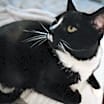 Thumbnail photo of Kylo (AKA Lo-Lo) #4