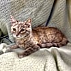 Thumbnail photo of Wonton (previously JK 17) #1