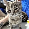 Thumbnail photo of Wonton (previously JK 17) #4