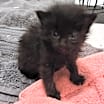 Thumbnail photo of Sirius #3