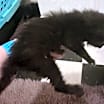 Thumbnail photo of Sirius #4