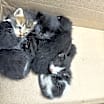 Thumbnail photo of Hagrid #1
