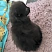 Thumbnail photo of Hagrid #2
