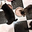 Thumbnail photo of Hagrid #3