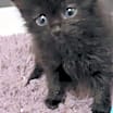 Thumbnail photo of Hagrid #4