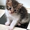 Thumbnail photo of Luna #1