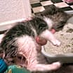 Thumbnail photo of Luna #2
