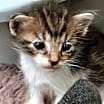 Thumbnail photo of Luna #3