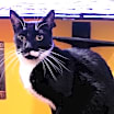 Thumbnail photo of Paco #3
