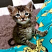 Thumbnail photo of Malfoy #1