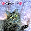 Thumbnail photo of Gremlin #1