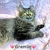 Thumbnail photo of Gremlin #2