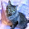 Thumbnail photo of Gremlin #3