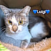Thumbnail photo of Luigi #2