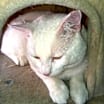 Thumbnail photo of Sid #1