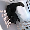 Thumbnail photo of Duchess #4