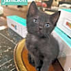 Thumbnail photo of Jameson #1
