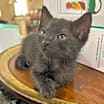 Thumbnail photo of Jameson #2