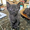 Thumbnail photo of Lucky Charms #1