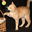 Thumbnail photo of Johnny (Neutered) #2