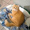 Thumbnail photo of Sherbie #1