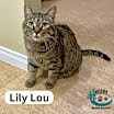 Thumbnail photo of Lily Lou - Cuddle Buddy! #1