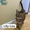 Thumbnail photo of Lily Lou - Cuddle Buddy! #2